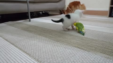 Chaton vs inséparable - Kitten vs lovebirds