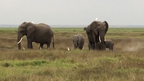 Elephant family on the grassland