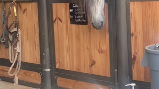Horse is Perplexed by Border Collie Puppies