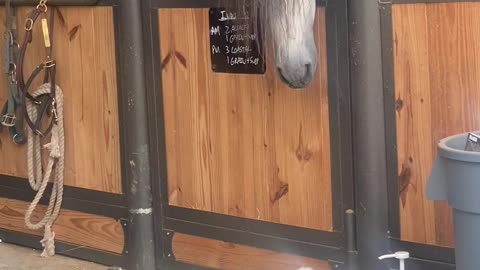 Horse is Perplexed by Border Collie Puppies