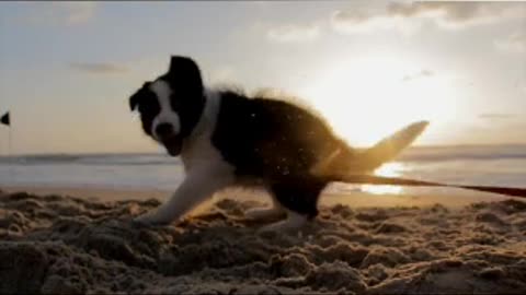 Cute puppy playing with Ball 🏈🏀🏈🏀🏈🏈🏀🏀🏀🏀