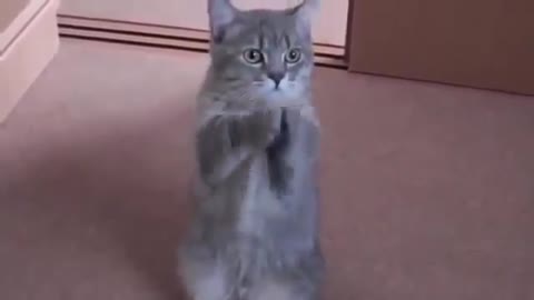 A cute cat asking for more food, very adorable