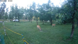 Fawns play in yard