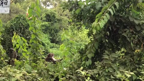 Lots of baby monkeys play on the bridge and in the trees.