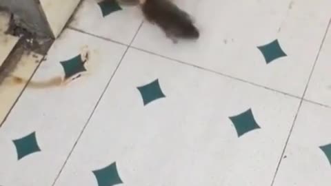 Cat vs mouse