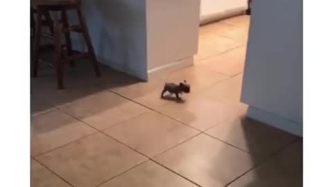 NEWLY BORN PUPPY'S FIRST WALK IS SO ADORABLE.