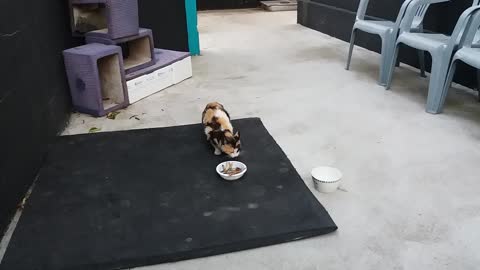 A cat enjoying a happy snack on its own.