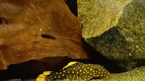 Tanked with ancistrusi and pleco