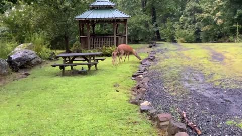 Deer / Fawn NW NC at the Treehouse 🌳 Lady and Scamp let everyone eat then clear the property