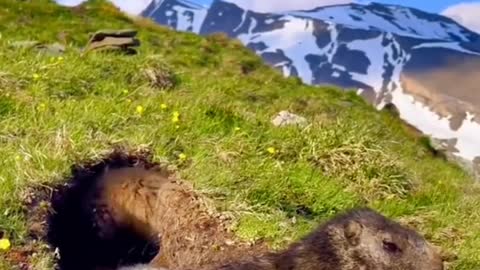 Marmots burrowing.