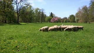 L'élevage des moutons