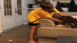 Playful Raccoon Leaps from Couch to Kid