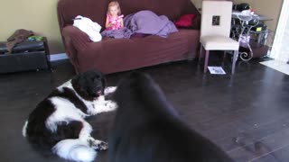 Little girl gives treats to gentle giants