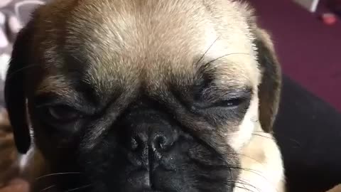 Adorable pug puppy struggles hard to stay awake