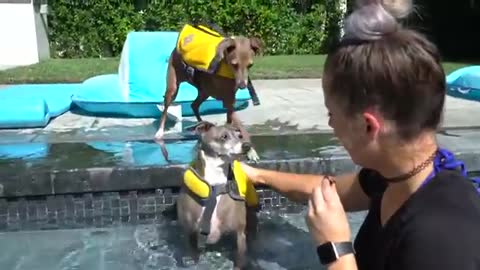 How to teach dog to swim