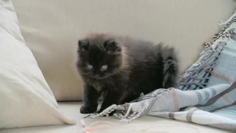 Laugh Out Loud When You See This Kitten Playing With a Blanket!