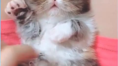 Cat ,. Video,. Funny d