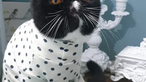 a cat in cute clothes