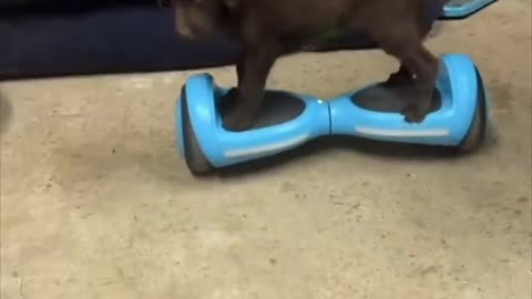 κουτάβι μπορεί να οδηγήσει ένα hoverboard 👏