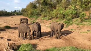African Elephants Quench Their Thirsts in a Dry Riverbed