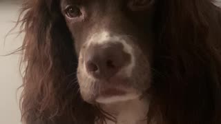 Cocker Spaniel Wakes Up With Crazy Bedhead