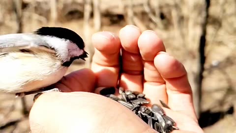 Birds feeding from human hand