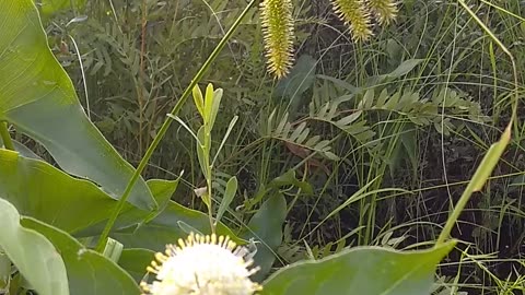 Sugar Shack Buttonbush