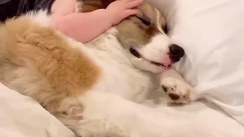 Dogs_And Babies Are Best Friends