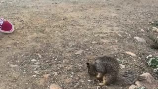 Hand feeding squirrels