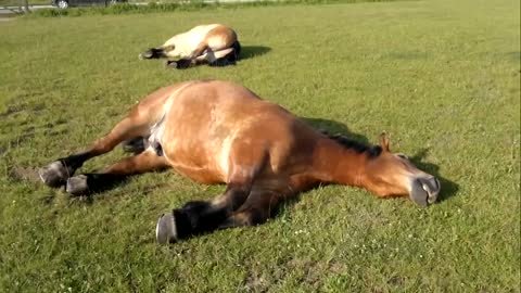 Sleeping Horses Caught Snoring Extremely Loudly