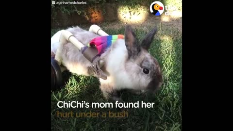 Bunny Uses Cute Little Wheelchair To Hop Around + Brave & Beautiful Bunnies | The Dodo Top 5