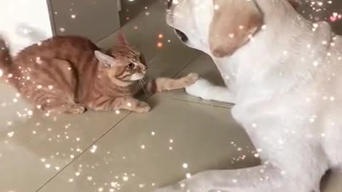 Cat vs dog 🐕 fight