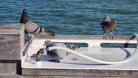 Doves pushes Dove to drink water