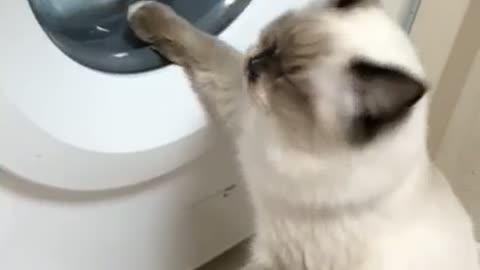 The genius cat are washing clothes