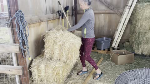 Wifey giving piggies some new straw.