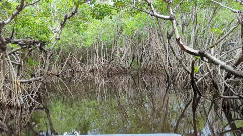 Florida Everglades Airboat Ride