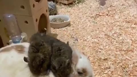 Cute family between Rabbit and Hamsters