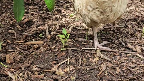 OMC! Hens pecking and hanging out under the Lilac bushes.