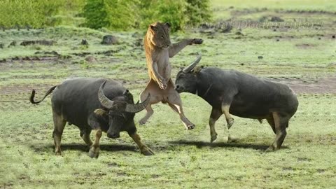 Buffalo Attacks Lion! Crazy Buffalo vs Lion Fight!720p