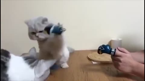cat2 boxing