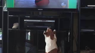 Brown/white dog barking at tv dog
