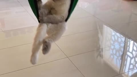 cat rocking itself