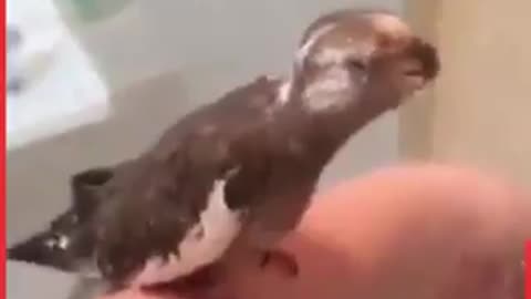 Showering Animals Compilation All animals need to keep themselves clean..