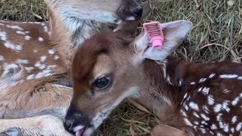 Two adorable fawns cuties!Adorable Fawns Kissing