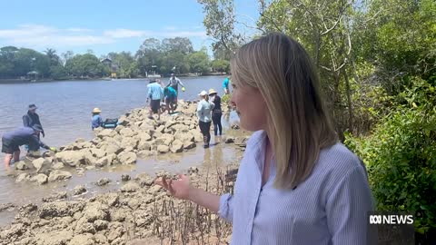 The oyster project adding 'ecosystem engineers' to Noosa River