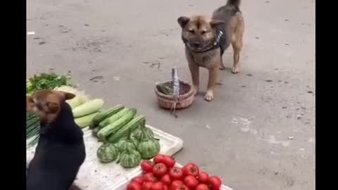 cute dog shopping