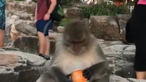 Funny monkey drink
