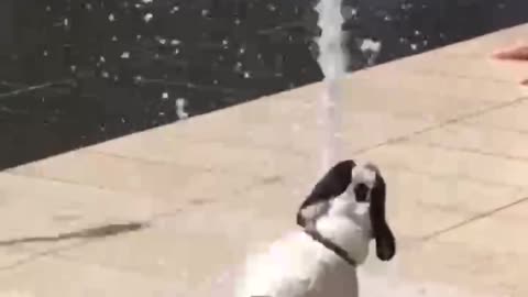 The dog plays with the fountain