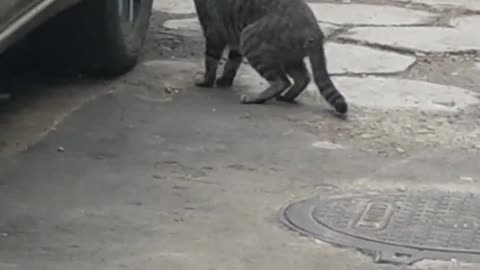 cat ready to catch mouse