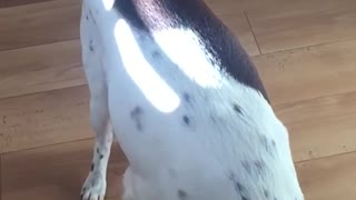 Black white dog with red collar misses food thrown toward him